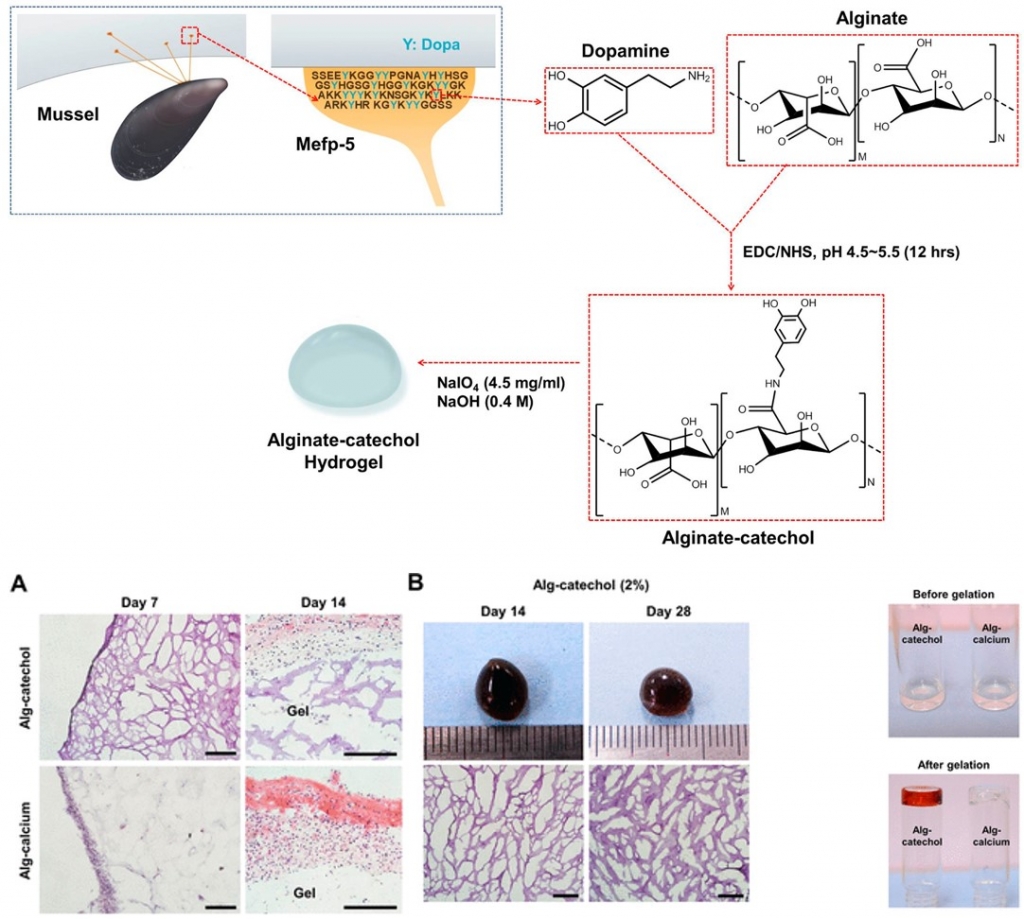 Bio-Inspired, Calcium-Free Alginate Hydrogels with Tunable Physical and Mechanical Properties and Improved Biocompatibility.