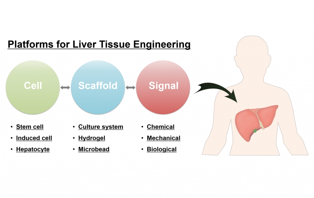 Liver Tissue Engineering: Recent Advances in the Development of a Bioartificial Liver.
