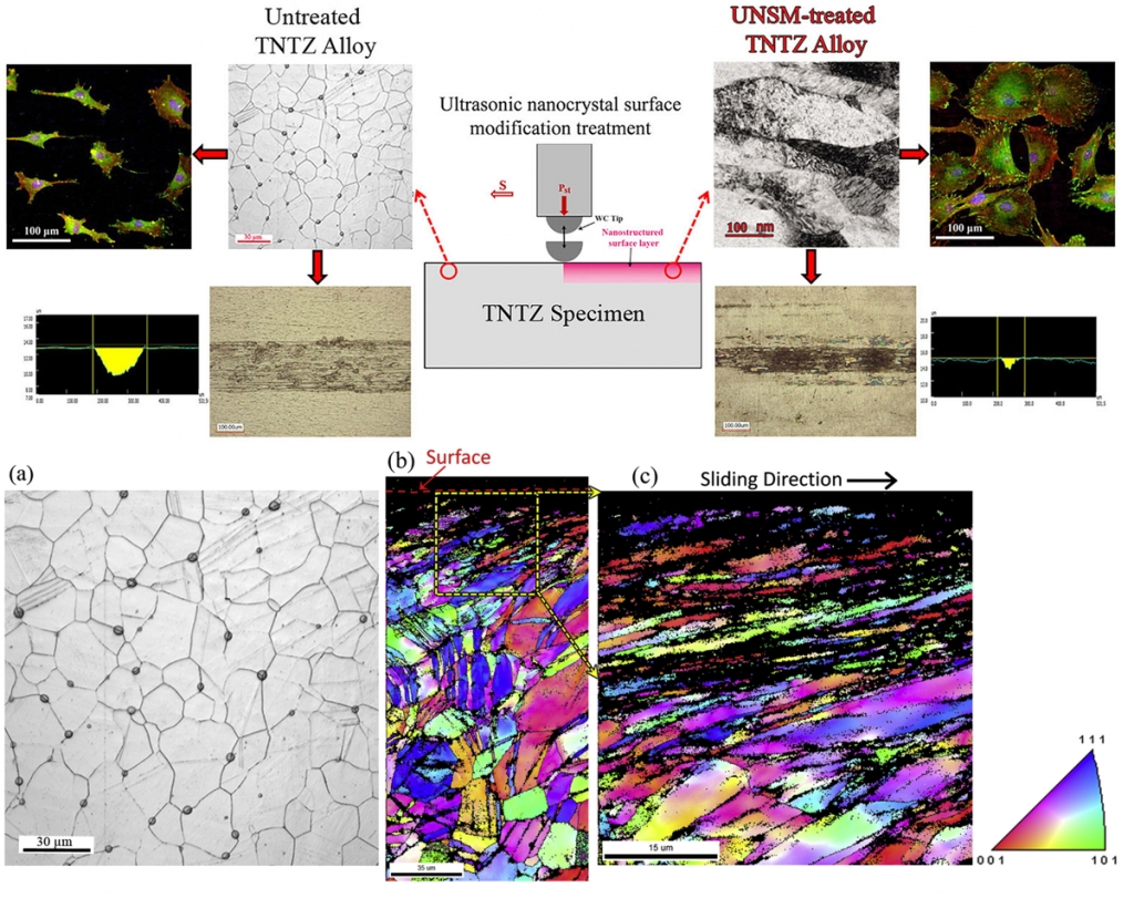 Significant Improvement in Cell Adhesion and Wear Resistance of Biomedical β-type Titanium Alloy through Ultrasonic Nanocrystal Surface Modification.