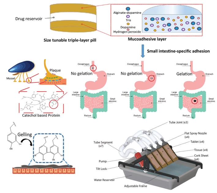 Enzyme-Triggered Intestine-Specific Targeting Adhesive Platform for Universal Oral Drug Delivery.