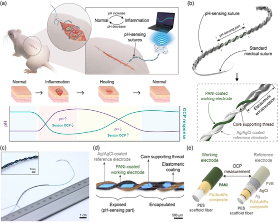 Bioelectronic Sutures with Electrochemical pH-Sensing for Long-Term Monitoring of the Wound Healing Progress.
