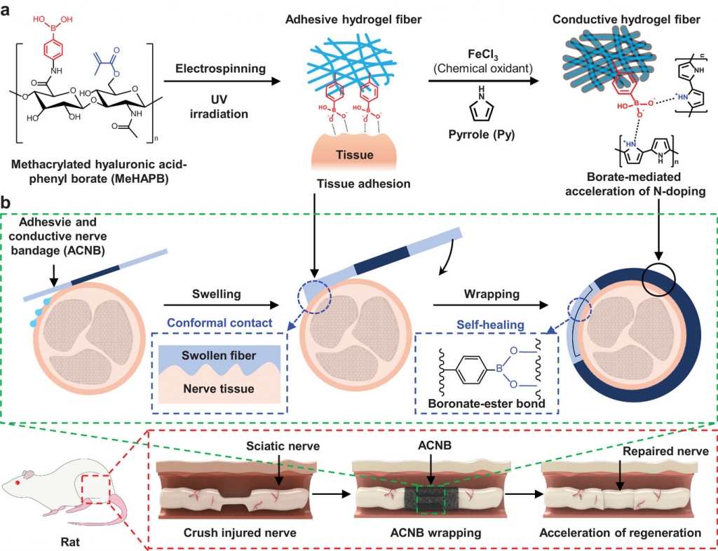 Adhesive and Conductive Fibrous Hydrogel Bandages for Effective Peripheral Nerver Regeneration