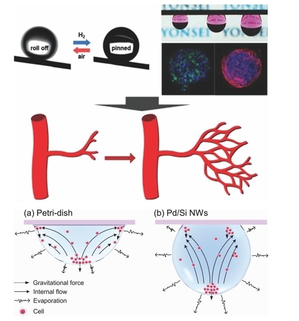 Switchable Water-Adhesive, Superhydrophobic Palladium-la<x>yered Silicon Nanowires Potentiate the Angiogenic Efficacy of Human Stem Cell Spheroids.