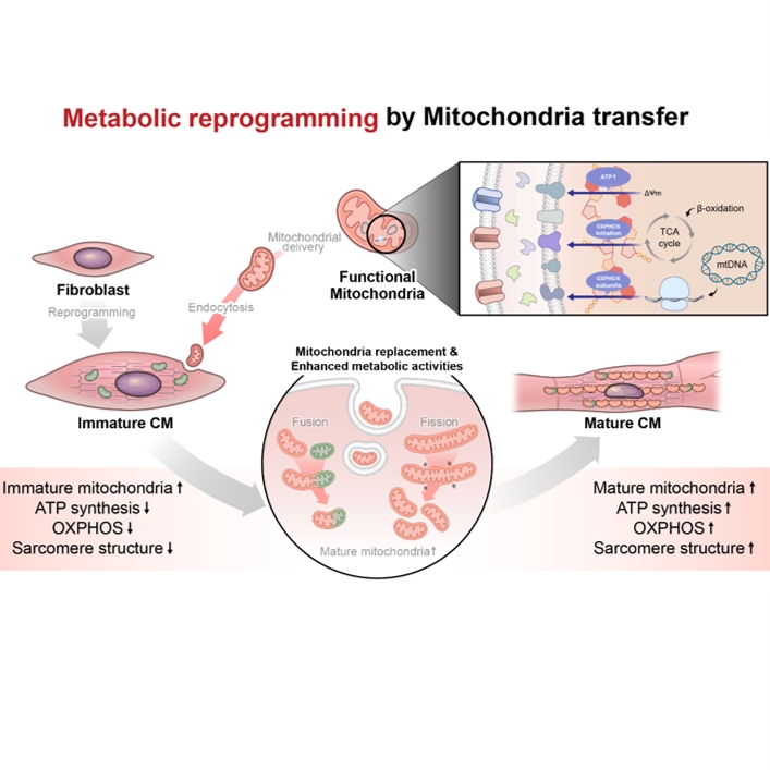 me<x>tabolic Reprogramming via Mitochondrial Delivery for Enhanced Maturation of Chemically Induced Cardiomyocyte-like Cells