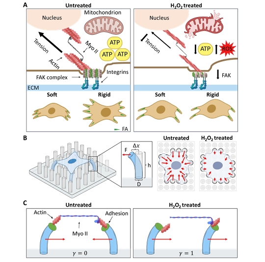 Submicron Traction-force Mapping Reveals Mitochondrial Regulation of Nanoscale Force Coordination During Rigidity Sensing Under Oxidative Stress